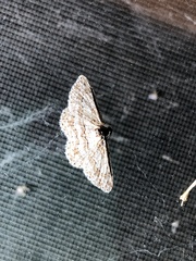 Didymoctenia exsuperata