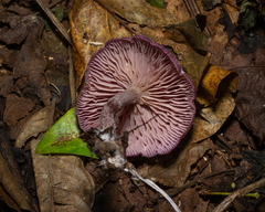 Gymnopus iocephalus