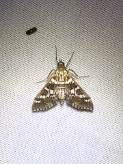 Epipagis forsythae