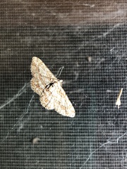 Didymoctenia exsuperata