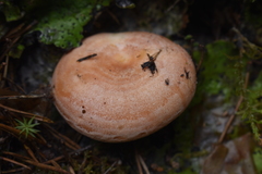 Lactarius