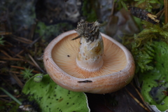 Lactarius