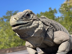 Cyclura nubila