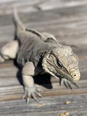 Cyclura nubila