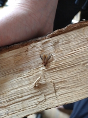 Phymatodes testaceus