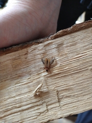 Phymatodes testaceus