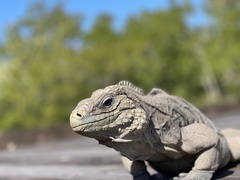 Cyclura nubila