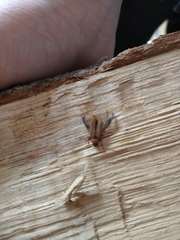 Phymatodes testaceus