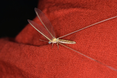 Nemopteridae