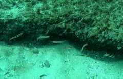 Trachinops taeniatus