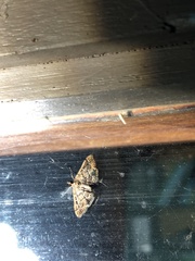 Nacoleia rhoeoalis