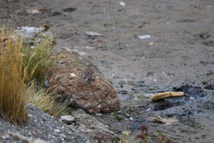 Cinclodes