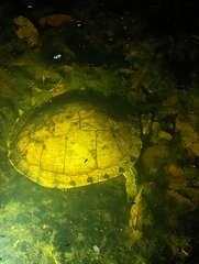 Trachemys venusta