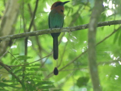 Electron platyrhynchum