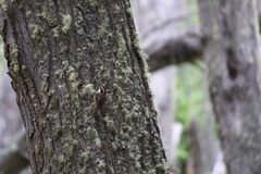 Aphrastura spinicauda