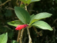 Cestrum elegans