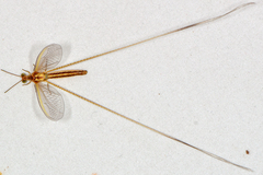 Nemopteridae