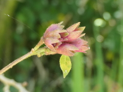 Cestrum elegans