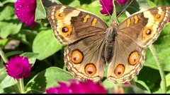 Junonia orithya wallacei