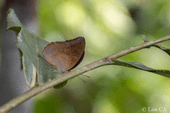 Tanaecia godartii