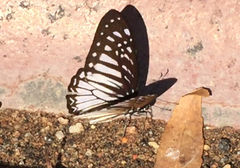 Graphium ramaceus pendleburyi