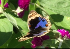 Junonia orithya wallacei