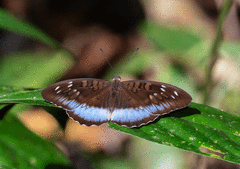 Tanaecia cocytus