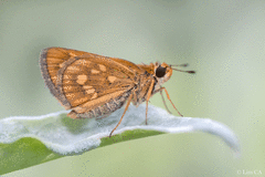 Taractrocera ardonia