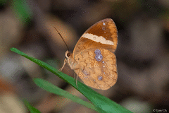 Xanthotaenia busiris