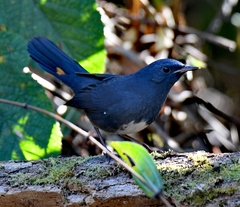 Muscicapidae