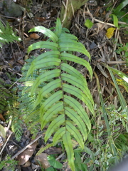 Blechnum montanum