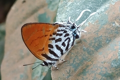 Drupadia ravindra