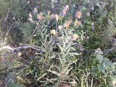 Galatella dahurica