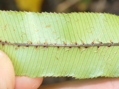 Blechnum montanum