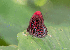 Paralaxita damajanti