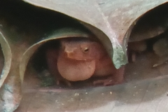 Ingerophrynus quadriporcatus