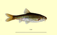 Enteromius viviparus