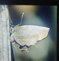 Surendra quercetorum