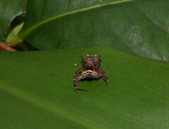 Portia labiata