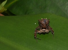 Portia labiata