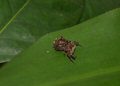 Portia labiata