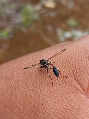 Salpingogaster