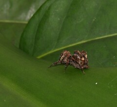 Portia labiata