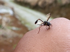 Salpingogaster