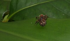 Portia labiata