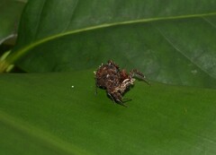 Portia labiata