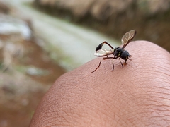 Salpingogaster