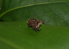 Portia labiata