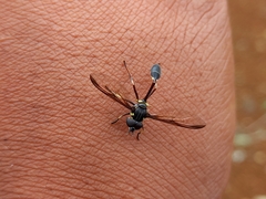 Salpingogaster