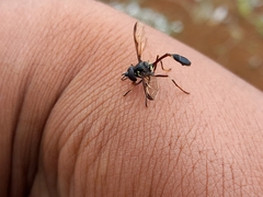 Salpingogaster